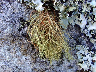 Usnea rubicunda, Golvinog, pointe du Raz (Plogoff, Finistère, Bretagne, France) photo