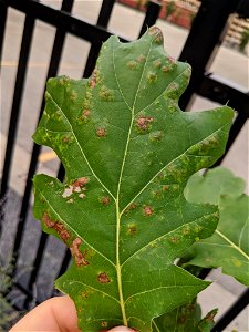 Oak Leaf Blister (Taphrina caerulescens) photo