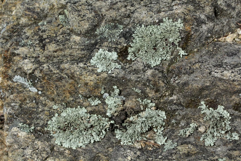 Xanthoparmelia conspersa
