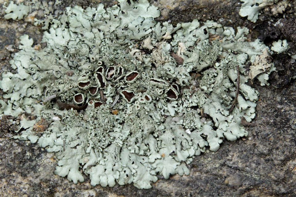 Xanthoparmelia conspersa
