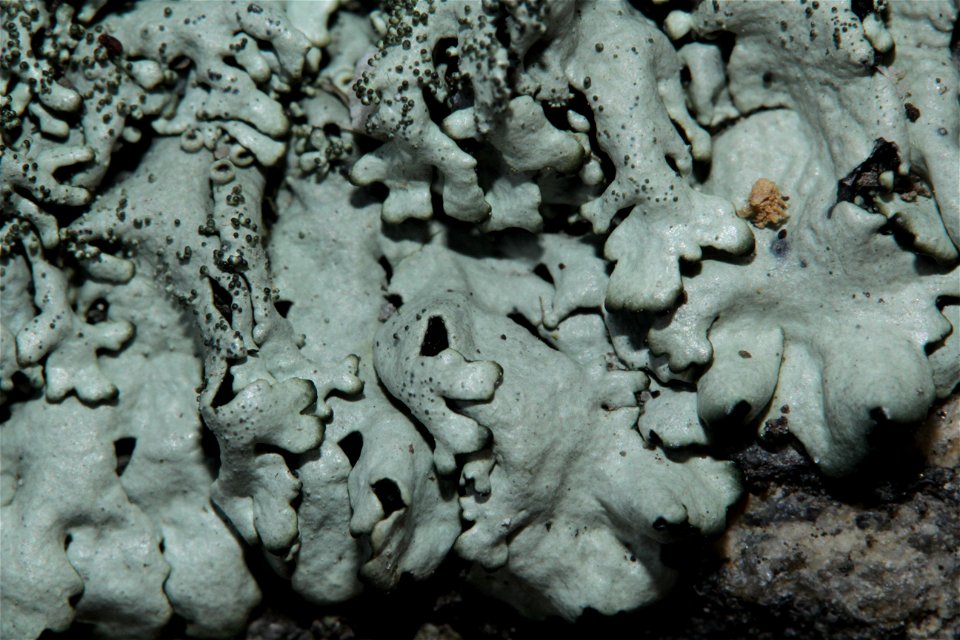 Xanthoparmelia conspersa