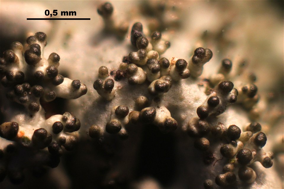 Xanthoparmelia conspersa