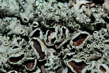Xanthoparmelia conspersa