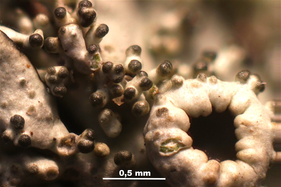 Xanthoparmelia conspersa