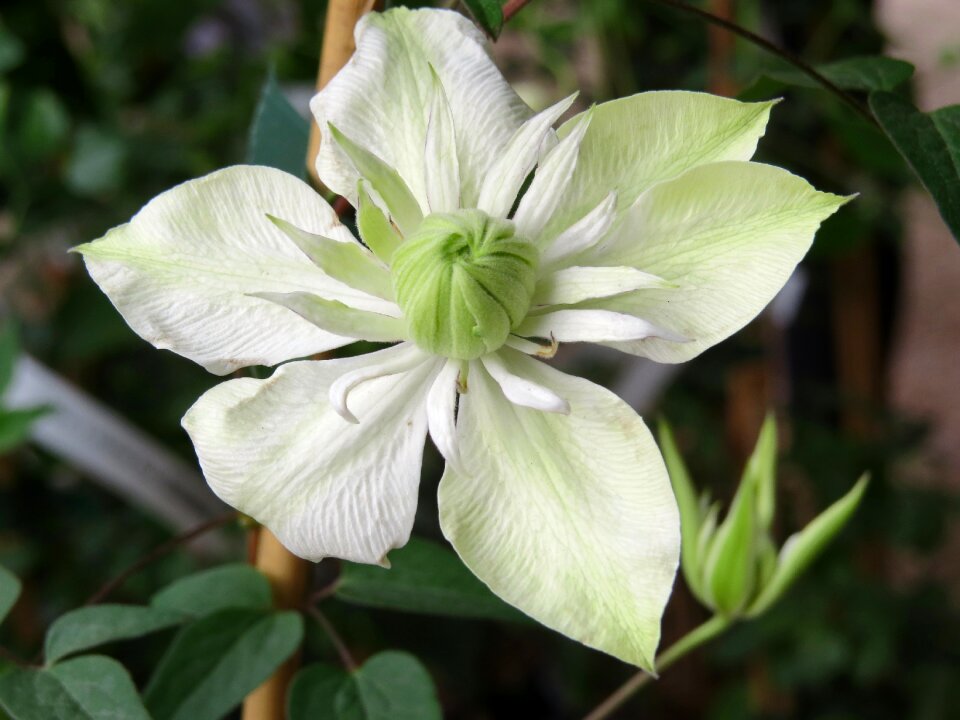 Garden entwine climber plant