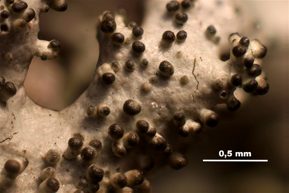 Xanthoparmelia conspersa