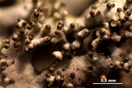 Xanthoparmelia conspersa