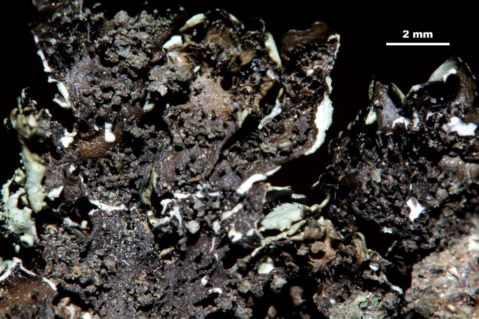 Xanthoparmelia conspersa
