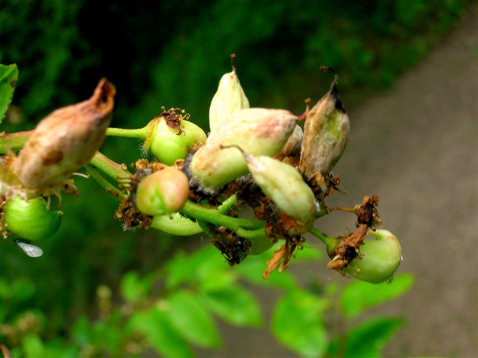 Taphrina padi, Pocket Plum developing on Prunus padus at Dalgarven Mill, North Ayrshire, Scotland.