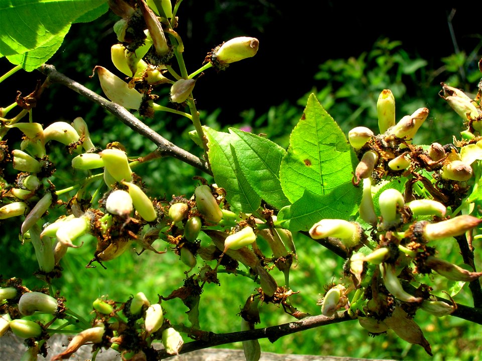Bird Cherry, Prunus padus with fruit galled by Taphrina padi at Dalgarven Mill, North Ayrshire, Scotland.