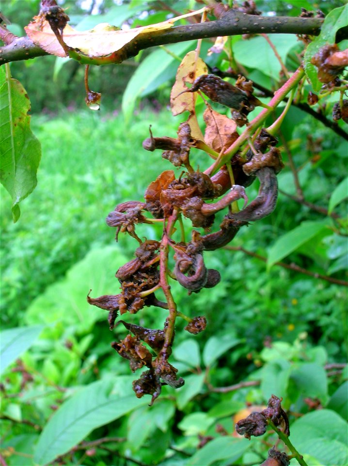 Mature pocket plum galls caused by the Taphrina padi fungus on Bird Cherry, Dalgarven Mill, Scotland