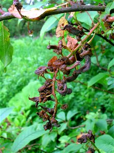 Mature pocket plum galls caused by the Taphrina padi fungus on Bird Cherry, Dalgarven Mill, Scotland photo