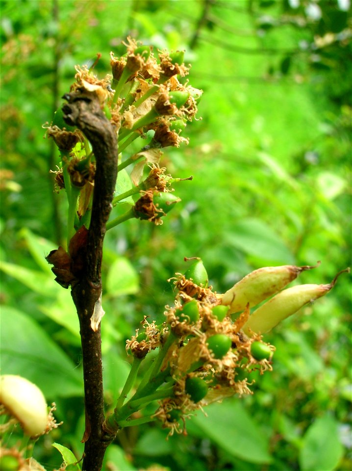 Prunus padus normal fruits and Taphrina padi infected Pocket Plum galls. Dalgarven Mill, North Ayrshire, Scotland.