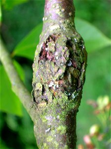 Prunus padus showing stem malformation possibly caused by the fungus Taphrina padi. Dalgarven Mill, North Ayrshire, Scotland.