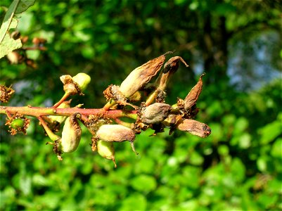 Taphrina padi, Pocket Plum gall, on Bird Cherry at Dalgarven Mill, Ayrshire, Scotland. Maturing galls.