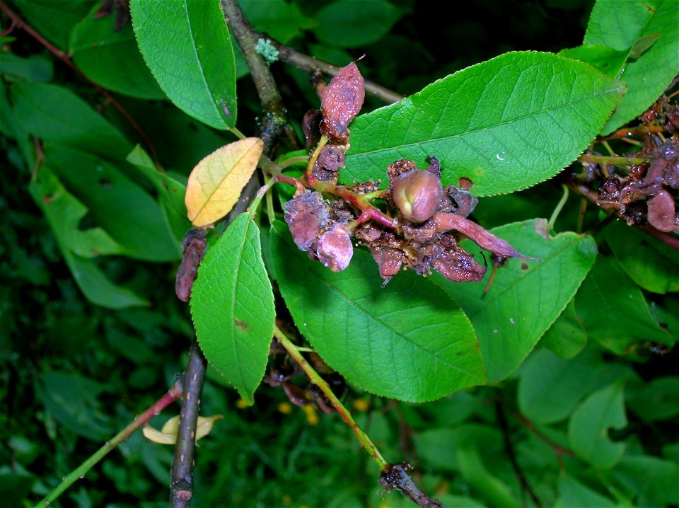 A bluish bloom over the Taphrina padi mature pocket plum gall, Dalgarven Mill, Ayrshire, Scotland photo