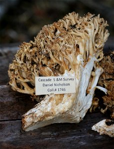 Marr & D.E. Stuntz Observation Notes: A Ramaria rubrievanescens fungi found near near Bartle, Shasta-Trinity National Forest, Siskiyou County, California, USA. By Daniel Nicholson, US Fores photo