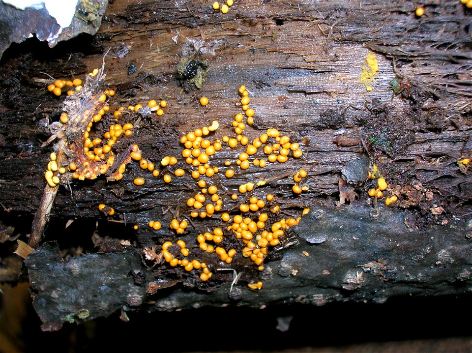 The fungus Nectria peziza growing on rotting wood at Spier's School in Beith, Ayrshire, Scotland.