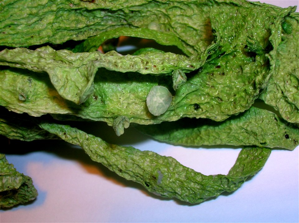 Ramalina fraxinae thallus and ascocarp