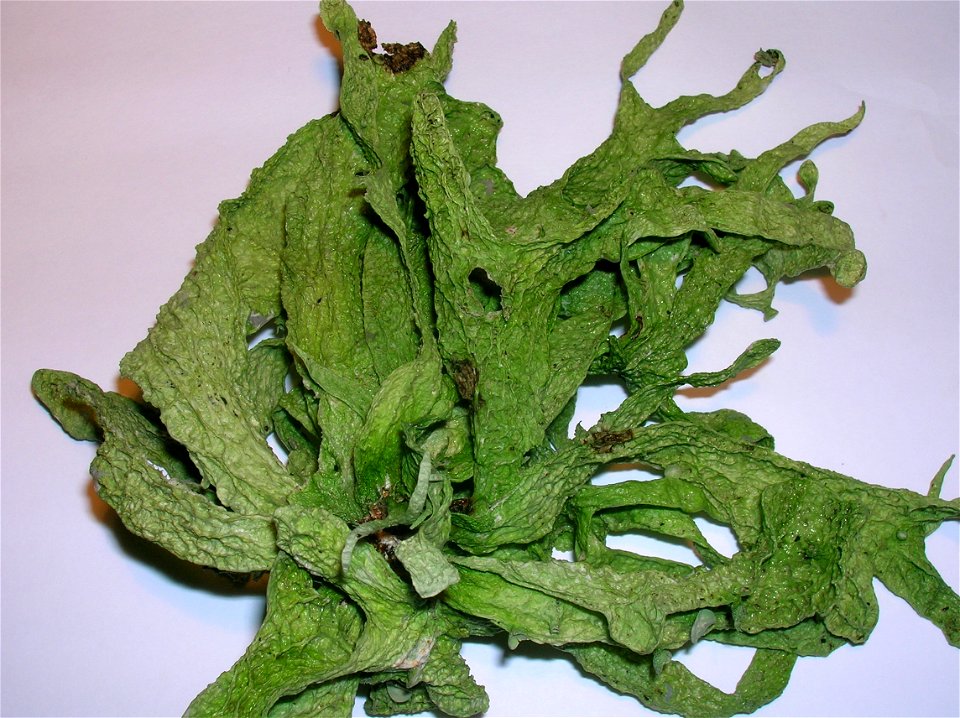 Ramalina fraxinae thallus from a Sycamore (Acer pseudoplatanus)