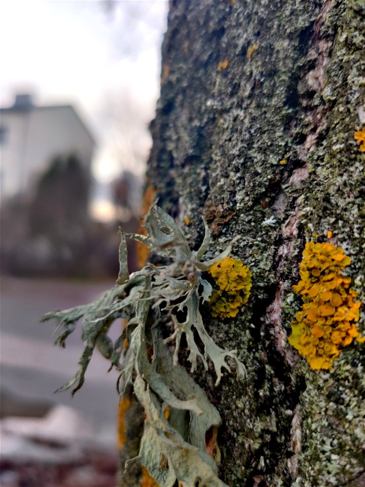 Cartilage Lichen (Ramalina fraxinea)