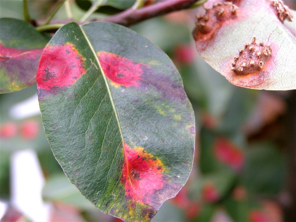 Gymnosporangium clavariiforme