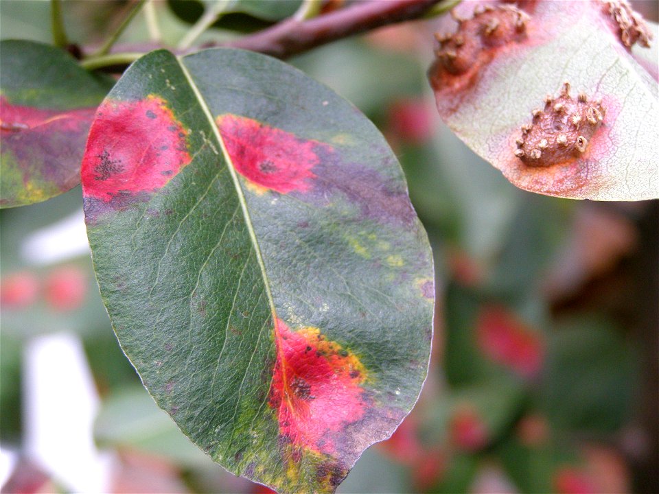 Gymnosporangium clavariiforme photo