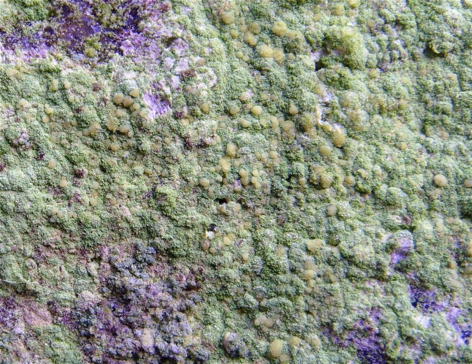Psilolechia lucida, Koad Krenn - Pont Callec (Morbihan, Bretagne, France)