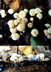 Dřevokazná houba špička větvená z Podkomorských lesů, Česká republika, jižní Morava photo