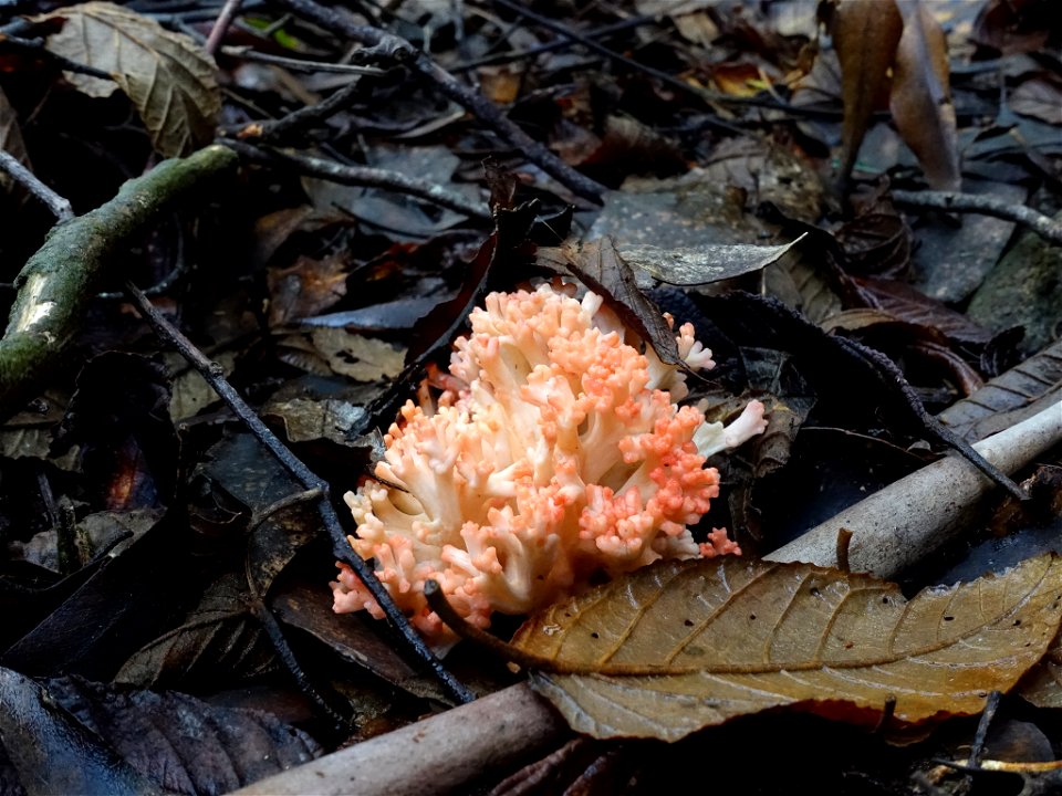 Ramaria capitata ochraceosalmonicolor