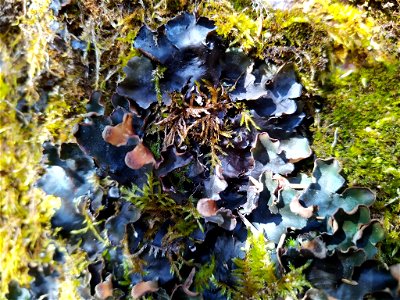 veinless pelt lichen (Peltigera malacea) photo