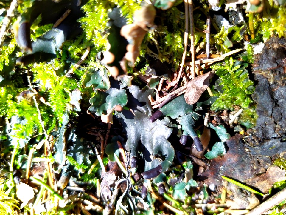 veinless pelt lichen (Peltigera malacea) photo