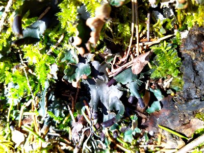 veinless pelt lichen (Peltigera malacea)