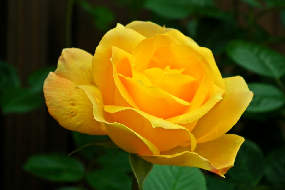 Yellow rose macro spring