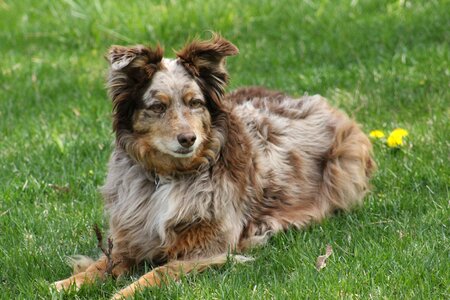 Canine pet rusty