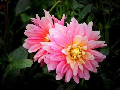 Plant pink flower dahlias photo
