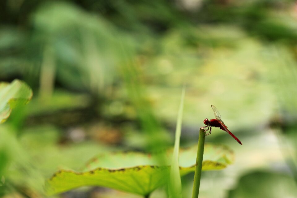 Lotus leaf pond nature