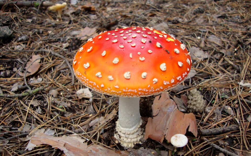 Bokeh nature mushrooms