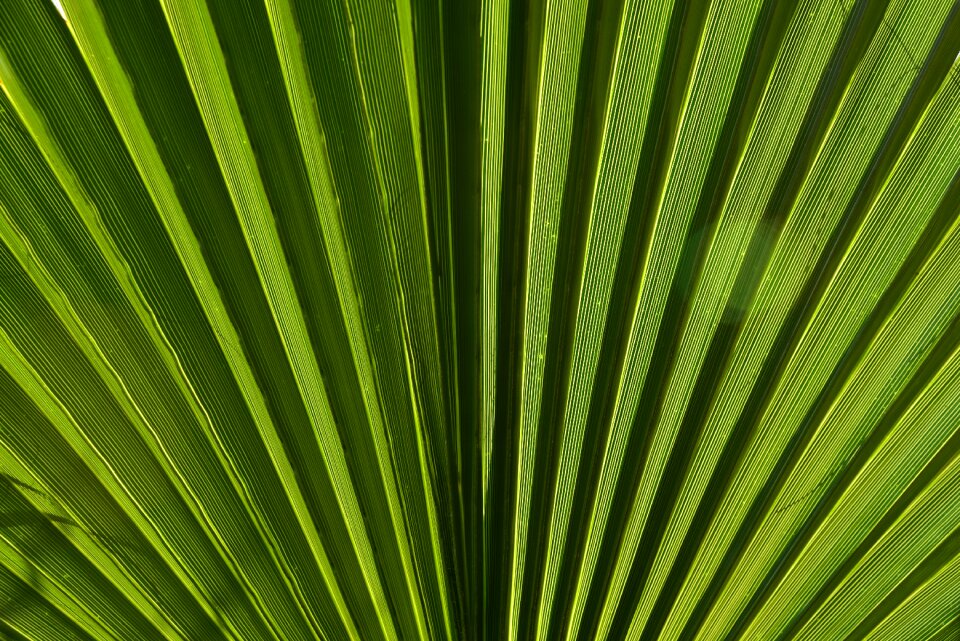 Plant palm fronds tropical