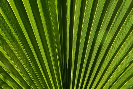 Plant palm fronds tropical photo