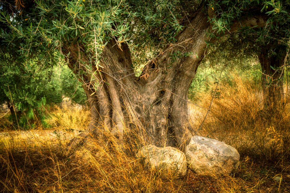 Old olive tree trunk age