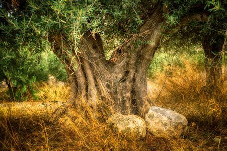 Old olive tree trunk age