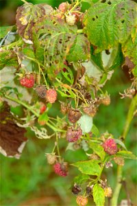 Fruit decomposition on the plant.