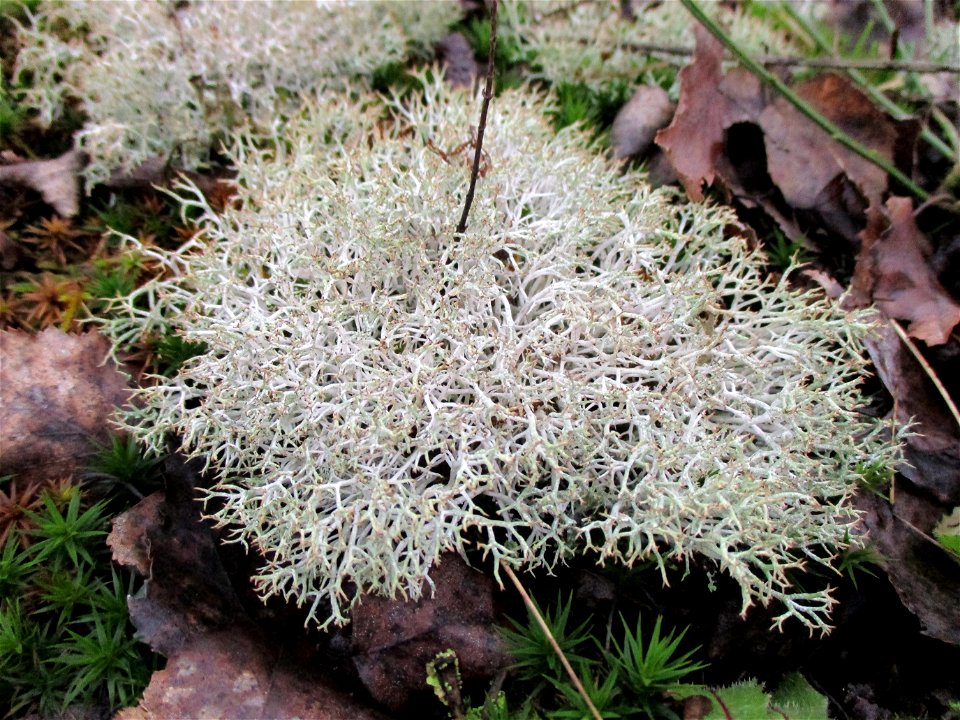 Igel-Cladonie (Cladonia uncialis) auf der Bergehalde „Lydia“ der Grube Camphausen photo