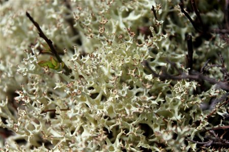 Thorn Lichen (Cladonia uncialis) photo