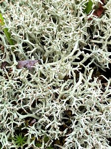 Thorn Lichen (Cladonia uncialis) photo