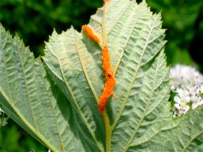 Meadowsweet Rust - Triphragmium ulmariae. Eglinton. North Ayrshire. Scotland.