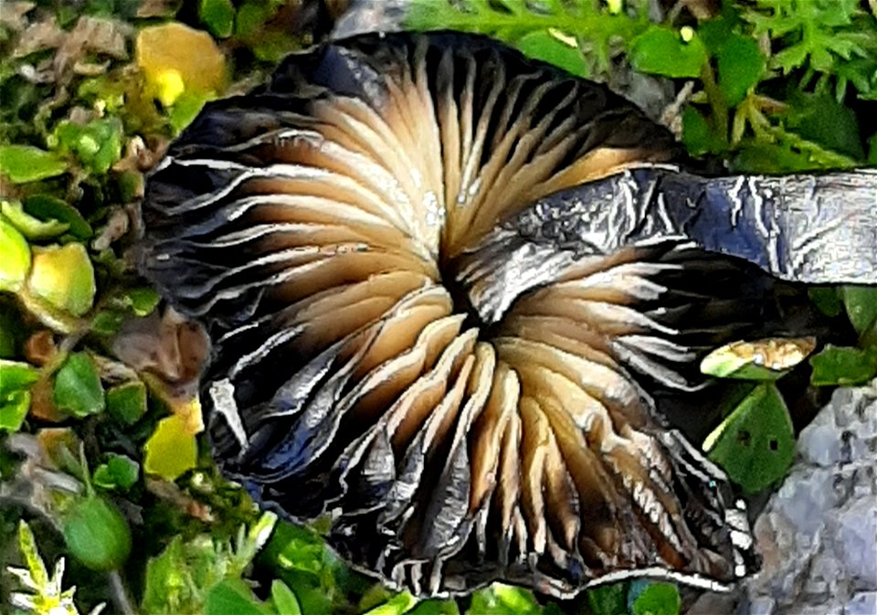 Hygrocybe astatogala