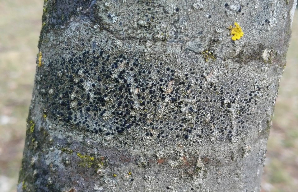 Lecidella lichen (Lecidella elaeochroma)