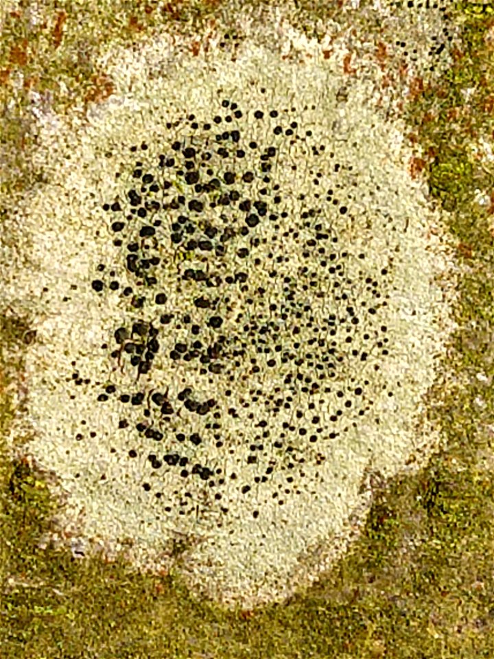 Lecidella lichen (Lecidella elaeochroma)